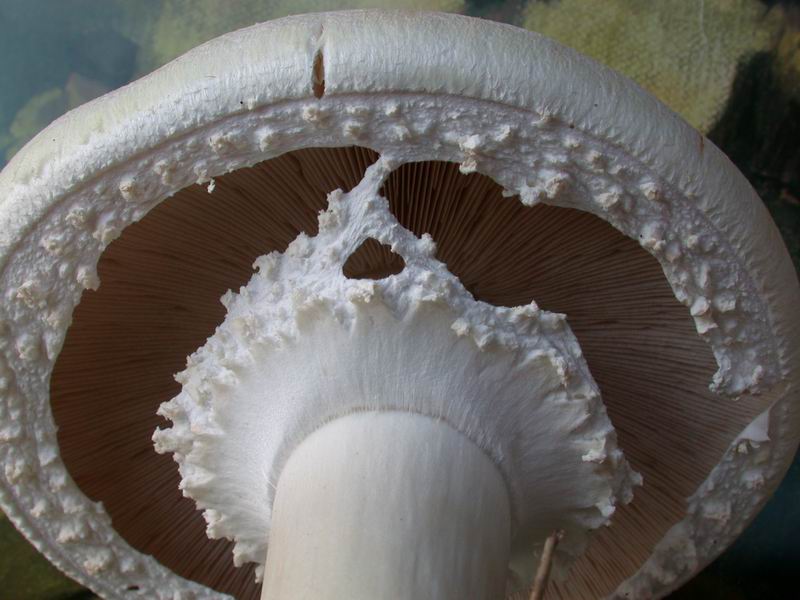 Nel Parco sotto casa...